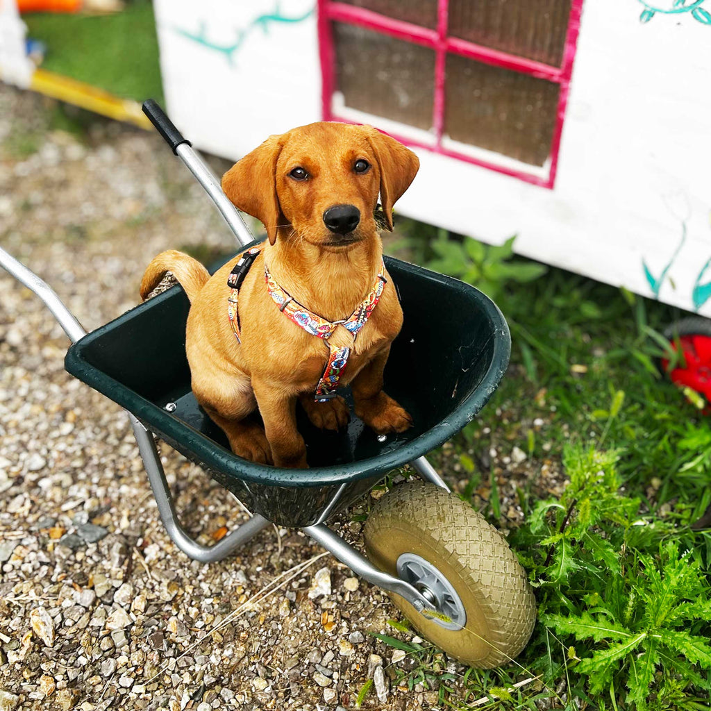 Kinderschubkarre - 25 Liter - verschiedene Farben