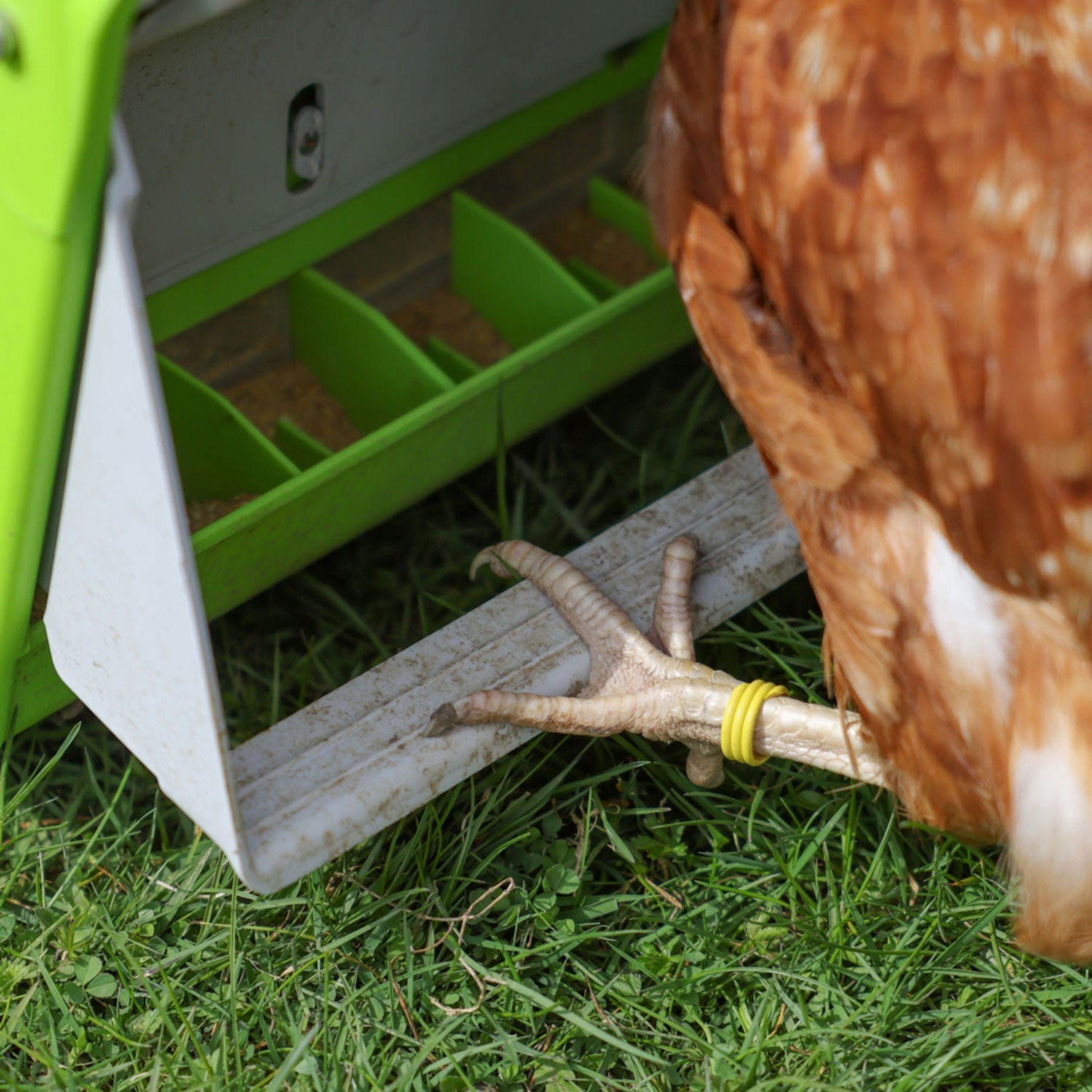 SmartCoop Futterautomat mit Schutzklappe 7,5 kg