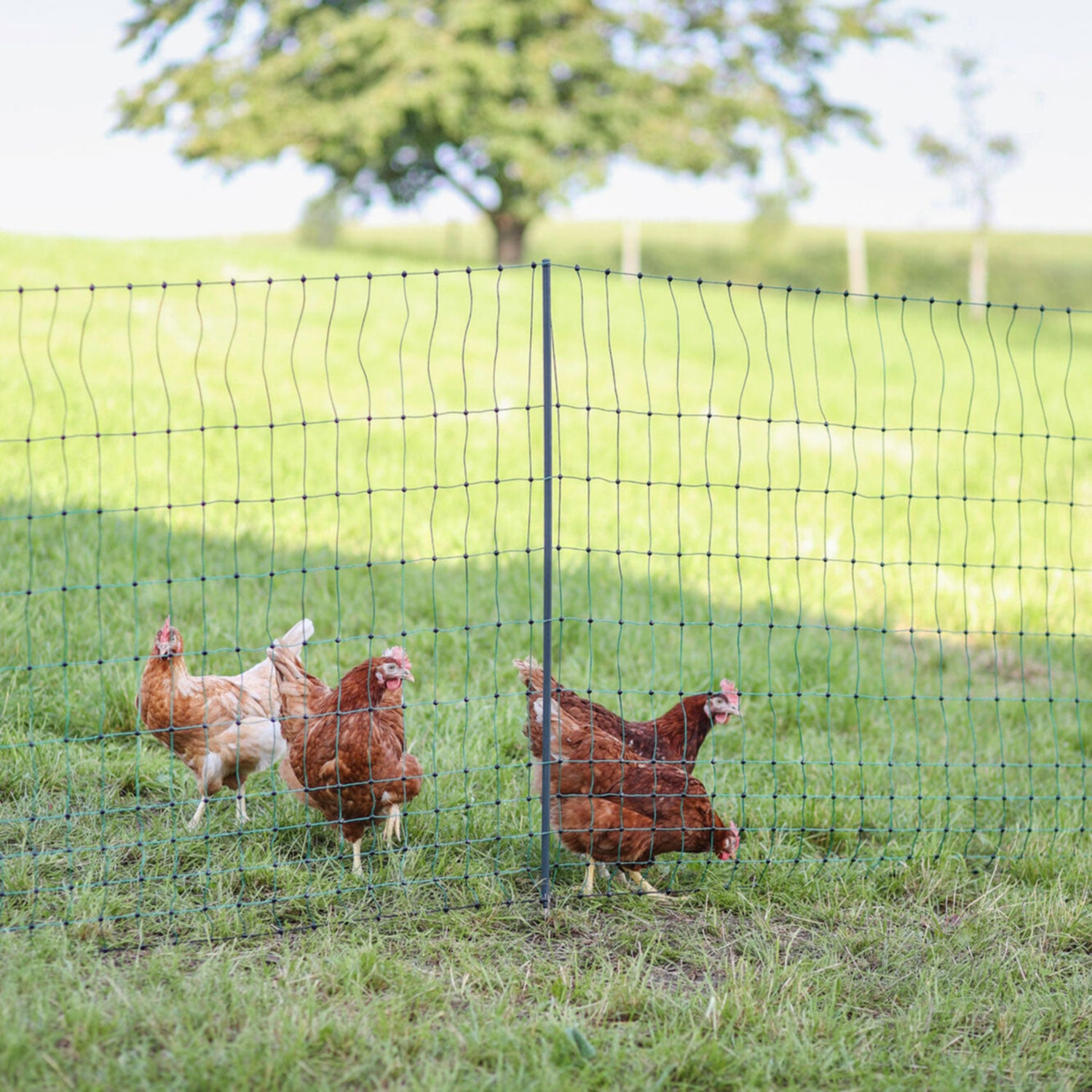 Geflügelnetz Premium, 25m - 1,06m Höhe und 9 Pfählen